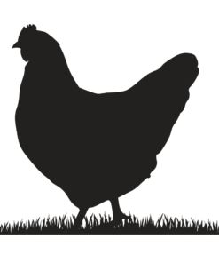 Aviculture