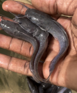 Alevins clarias