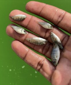 Alevins de tilapia