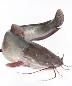 Clarias frais - Yass (kg)